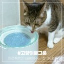 태평양전자 | 고양이물그릇 프로젝트21 태평양 수반 추천. 호기심 자극 와방~