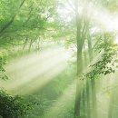 라이프트리 이미지