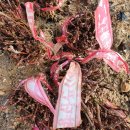 용진2농장 이미지