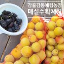 감골농장 | 감골감동체험학습농장 매실 오디 수확 체험후기