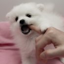 우리집코코 이미지