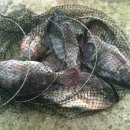 역돔낚시터 이미지