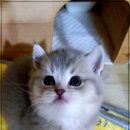 캣프렌즈 이미지