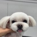 댕스타일 이미지