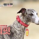 서열농장 이미지