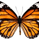 세밀화 그리기 이미지