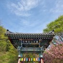 서산-동부-비상-19 | 서산 문수사 겹벚꽃 명소 탐방기 | 꽃과 함께하는 라이프