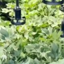 신장농장 이미지