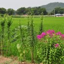 보산정 이미지