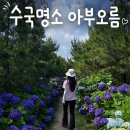 생각의오름 | 제주 오름, 아부오름 수국명소 솔직후기