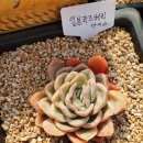 명성다육 이미지