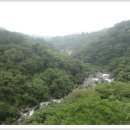 제주 천제연 난대림 이미지