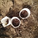 천문동 농장 이미지