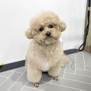 하루가다르개 이미지