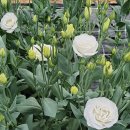 동중농장 이미지