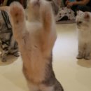 청춘 고양이 카페 이미지