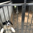 네발로 코리아 이미지