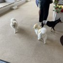 펫케아(PETKEA) | [ 양주 | 애견카페 ] 펫케아 :: 경기도 양주 실내 애견카페 추천! 사라다 소금빵 맛집, 너무 아늑하거...