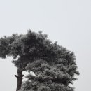 소나무 행정사 사무소 이미지