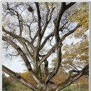 홍계마을 이미지