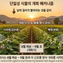 88바이오스 | [작물 관리] 서리태와 백태 모종 키우기 20~30일의 골든타임 (오호바이오 식물생장자극제 헬스 p)
