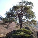 바위와소나무 Daum카페