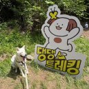 프리댕댕 | 2026 댕댕트레킹 6KM 완주 후기🌳 (+소노벨C 숙박 후기🏨)