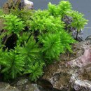 이끼류 (Moss)와 선태식물 (Bryophyta, 蘚苔植物) 이미지