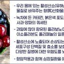 폴리페놀(Poly Phenol) 성분은 암 치료에 활용될수 있다 ! 이미지