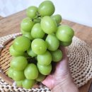 호남센터-101 | 샤인머스켓 추천 열매탐정 들판열매 고당도 프리미엄 포도 선물세트 후기