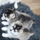 펫사랑일산점 이미지