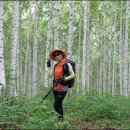 자작나무힐 이미지