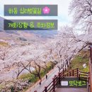 십리벚꽃길 | 하동 여행 2025 십리벚꽃길 방문 후기 개화 상황 및 주차 정보