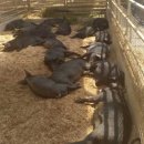 돼지농장 이미지