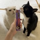 4891 | 잘먹는고양이간식토로toro 토로Toro리얼 입짧은 고양이 잘먹을까 솔직후기