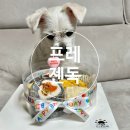 프레젠독(present dog) | 🐶 동탄ㅣ프레젠독ㅣ동탄 영천동 반려동물 수제간식 생일케이크