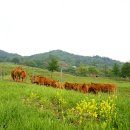 단양한우 목장 이미지