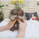 광주강아지분양 펫블리 애견 샵 이미지