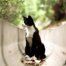 행복한고양이 - 고양시 일산동구 무궁화로 32-21 | 행복한고양이