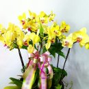 수정-135 이미지