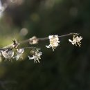 길마가지나무꽃 이미지