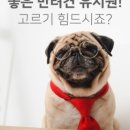 50k 반려견 유치원 이미지