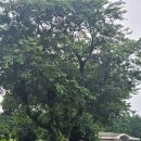 파리바게뜨 우산점 | 제주도 여행 중 비가 와서 찾게 된 숨은 명소 스타벅스 더 송당 파크 R 점 파리바게뜨 그리고 동화마을