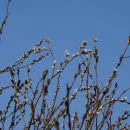 강이랑 아지랑 이미지