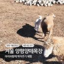 동선2목장 | 양평양떼목장 겨울 나들이 I 아이와함께 먹이주기 내돈내산 후기