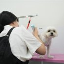 내동애견 이미지