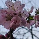 산복사나무(이명 : 개복숭아. 까틀복숭아. 바래복사,산복사,산복성,산복숭아나무,산북숭아나무) 이미지