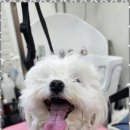예쁘개 이미지