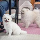 개스토랑 이미지