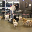 펫1번가미용 이미지